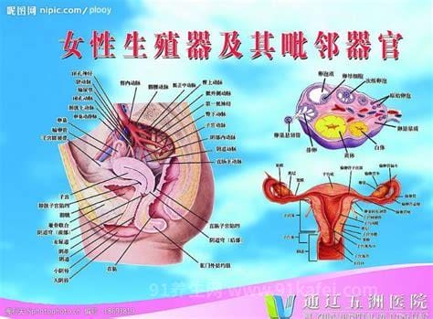 女性生殖好看图片，惊艳的私处图片像