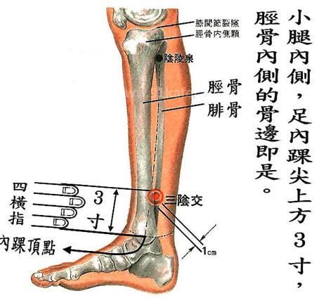 准确三阴焦位置图和作用，在脚踝上面