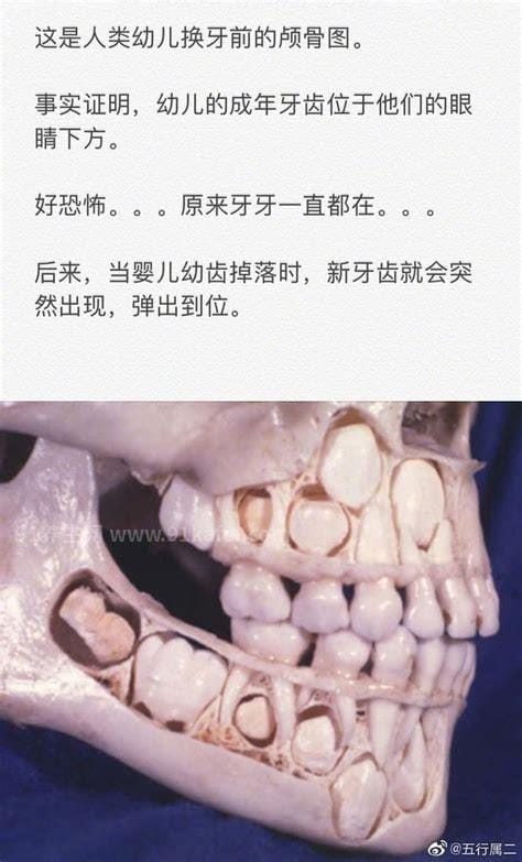 小孩换牙前的颅骨图，虽然吓人但确实