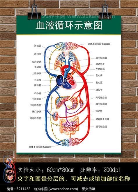 血液循环图简易图，体循环肺循环各有
