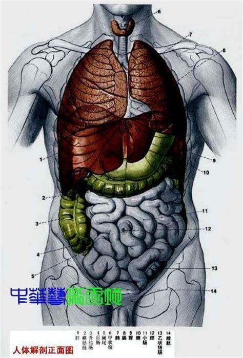 人的内脏位置图，五脏六腑位置图(附