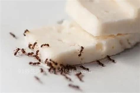 家里有蚂蚁怎么能彻底消灭，先找到蚂蚁窝然后一举消灭蚁后