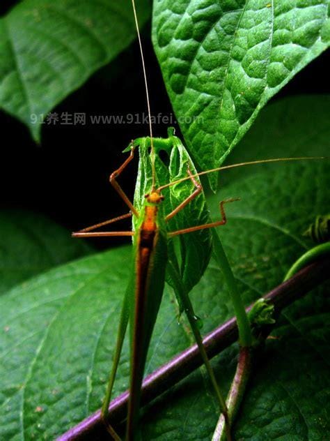 纺织娘是什么昆虫图片，俗称草蜢虫是