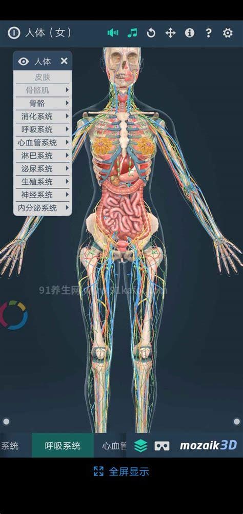 女性全身器官位置分图布，骨骼器官和淋巴器官最易忽视