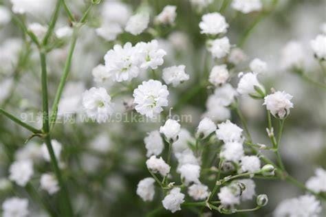 满天星所有颜色的花语，粉色满天星适合送暗恋对象表明心意