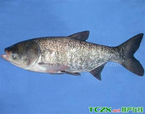 最真实的鲥鱼图片，高品质的鲥鱼价格高达4800(多刺食用需谨慎)