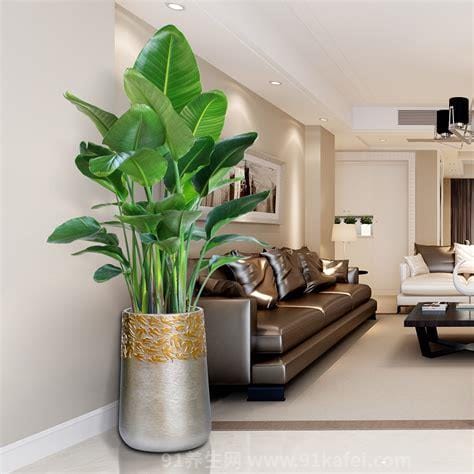 客厅最旺宅的大型植物，天堂鸟/金钱数/平安树都可以(5种植物)