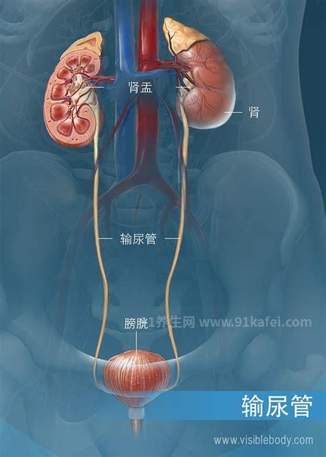 膀胱在哪个位置图片，男性女性都在骨盆内（肚脐下面和臀部之间）