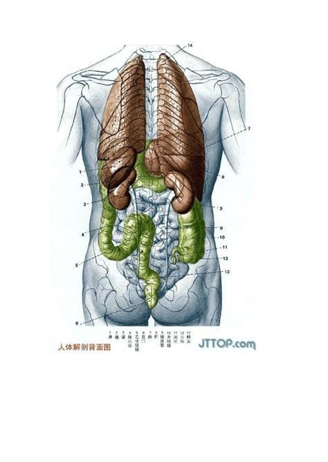 人体腹部结构图位置，腹部九分法中不同器官分布图