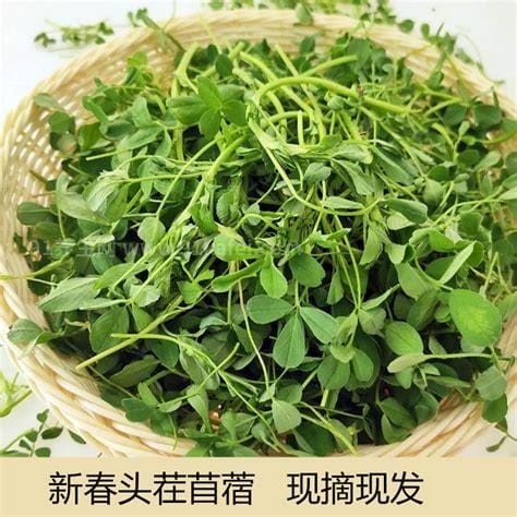 野菜苜蓿草的功效与作用及食用方法，可利尿通便防止皮肤老化