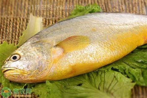 大黄鱼价格多少钱一斤 野生大黄鱼