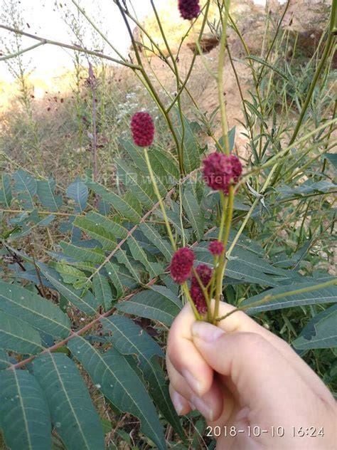 中药鬼箭羽的功效与作用_鬼箭羽的用法用量和禁忌注意