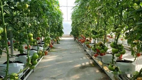 番茄无土栽培技术