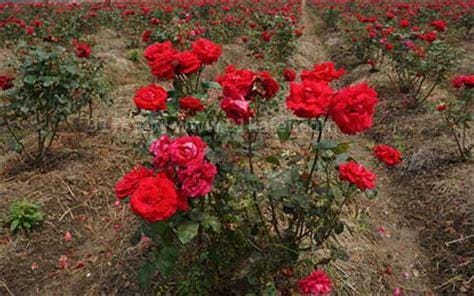 无刺玫瑰花怎么种植