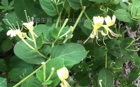 四季金银花种植技术