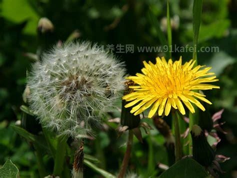 芥叶蒲公英的功效与作用 芥叶蒲公