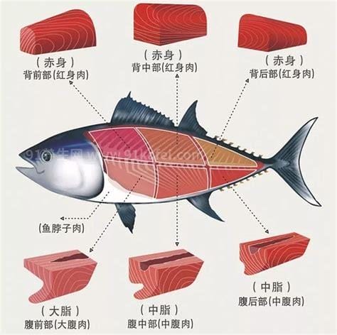 金枪鱼各部位肉质讲解 吃货往这瞅