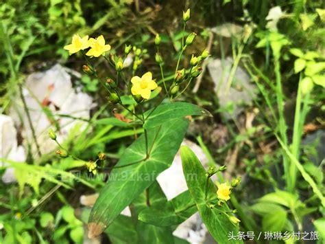 通经草的功效与作用 通经草的药用价值