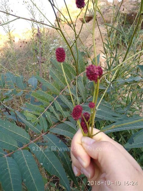 中药鬼箭羽的功效与作用_鬼箭羽的用法用量和禁忌注意