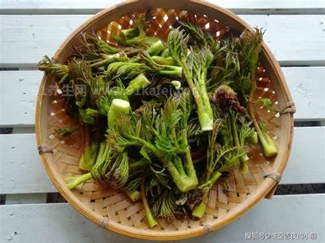 东北山野菜种类图片
