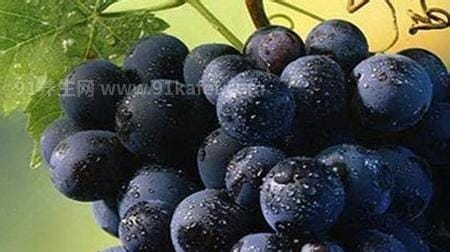 黑色葡萄的功效 吃黑色葡萄的好处