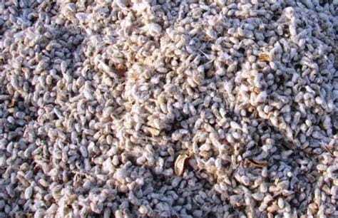 棉籽壳的功效与作用 棉籽壳的副作
