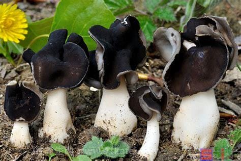 巴楚蘑菇怎么吃 巴楚蘑菇的做法