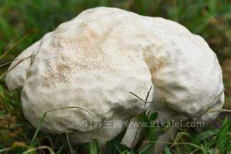 巨型白地菇多少钱一斤，高达20万/斤(非常稀有)优质