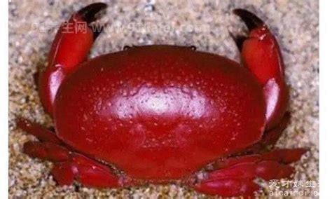 世界上最危险的螃蟹，有6种（铜铸熟若