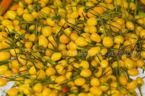 2023查拉皮塔辣椒多少钱一斤，价格高达12万一斤优质