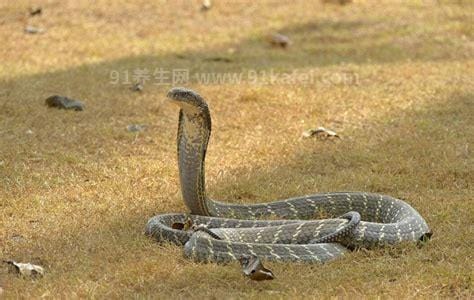 眼镜王蛇最怕什么蛇，是南美洲巨蝮蛇