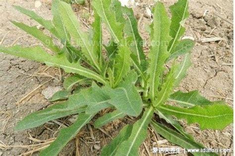 抗癌第一的野菜，苦菜有抑制白血病的