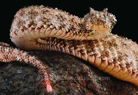 什么是蜘蛛尾角毒蛇，叫蛛尾拟角蝰优质