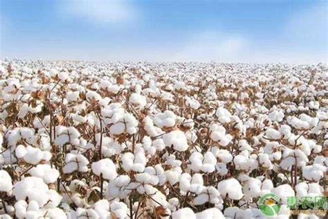 新疆棉花多少钱一斤2023市场价格，10