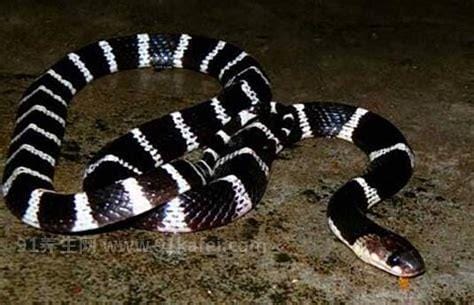 中国哪个省毒蛇最多哪个地方蛇多，属于云南省优质