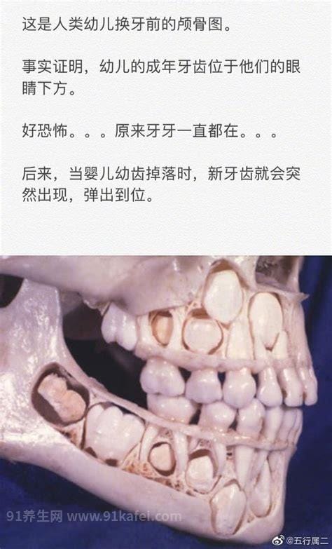 小孩换牙前的颅骨图，深度揭秘换牙过程（胆小勿看）优质