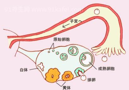 黄体期会出现什么症状