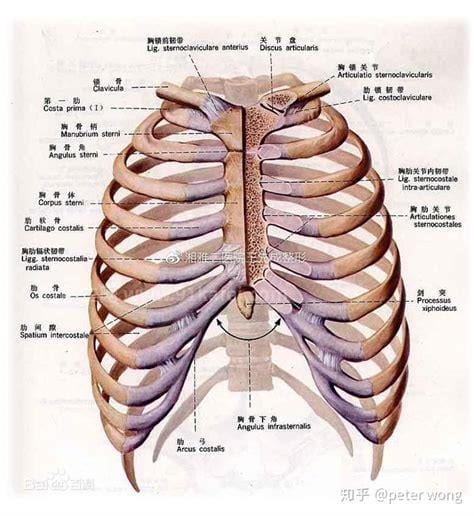 肋骨中间是什么器官