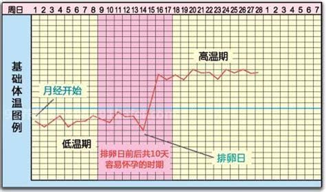 排卵期体温会升高吗