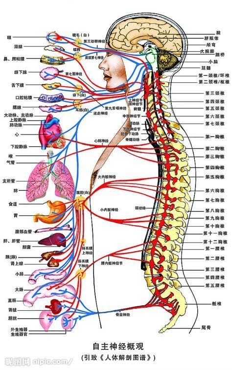 自主神经包括哪些神经