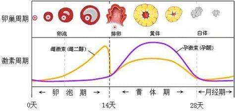 排卵期和排卵日的区别