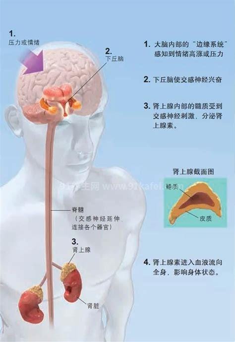 肾上腺素的作用