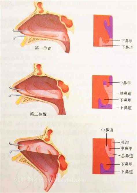 鼻甲在哪