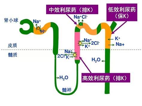 袢利尿剂作用机制是什么