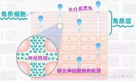 神经酰胺的作用与功效