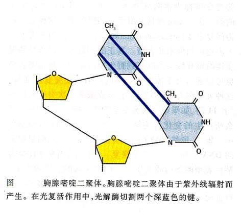 d二聚体高是什么意思