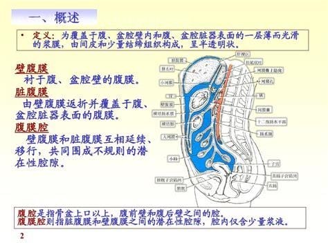 腹膜是什么