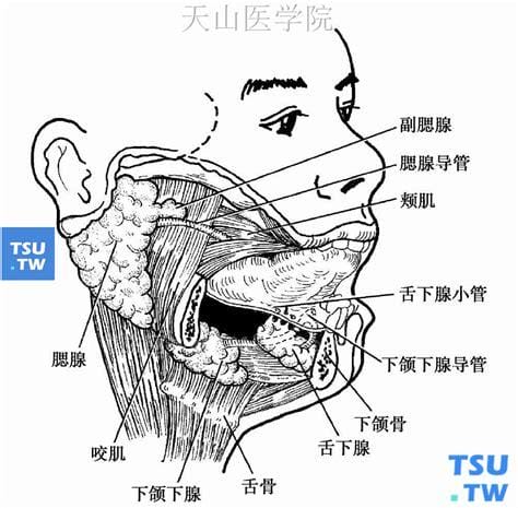 什么是唾液腺