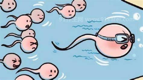 精子是怎么形成的