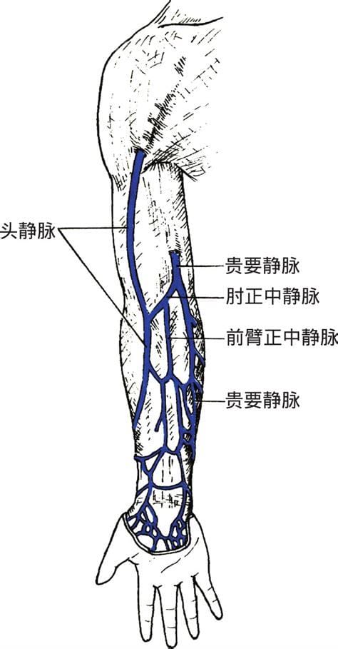 肘正中静脉位置